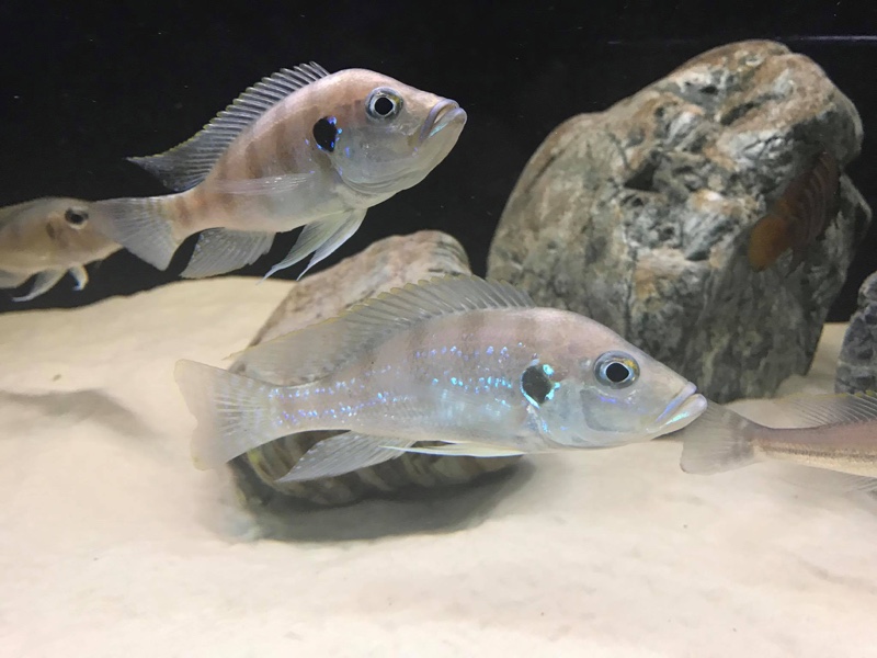 Greenwoodochromis christyi 'Chituta Bay'
